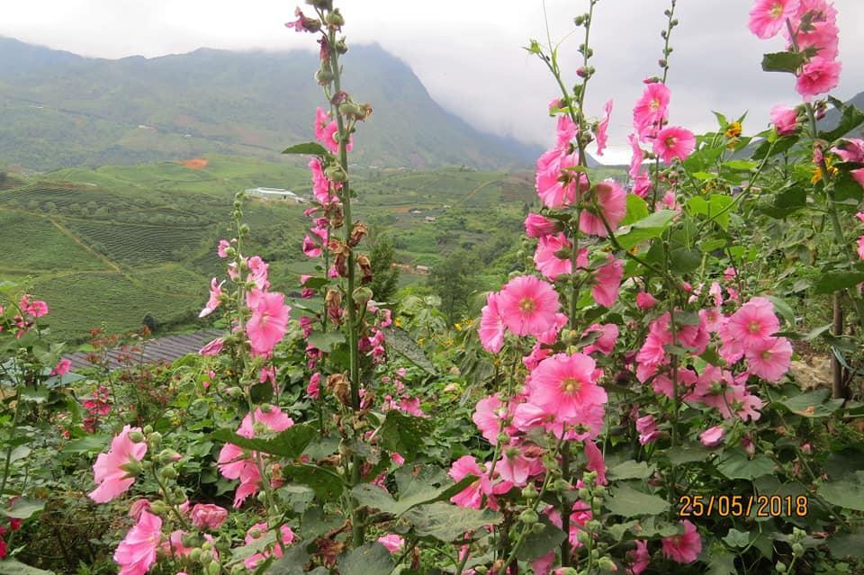 Sapa Dao Homestay Екстер'єр фото